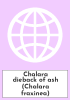 Chalara dieback of ash (Chalara fraxinea)